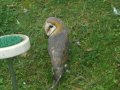 IMGP0940.JPG